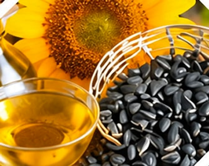 A sunflower with its seeds and oil