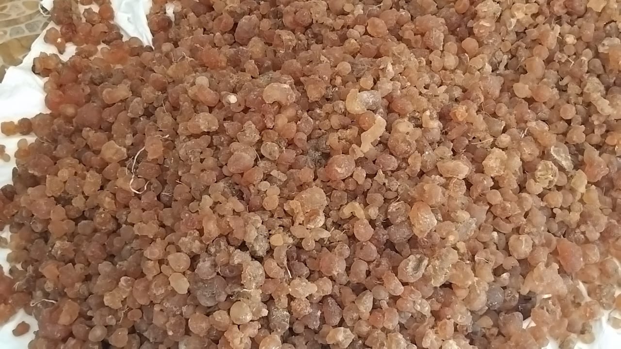 Raw gum arabic nodules