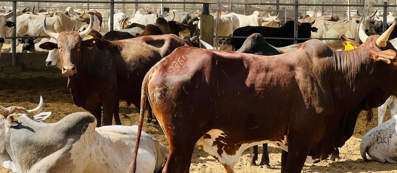 Cattle in a shaded feedlot pen