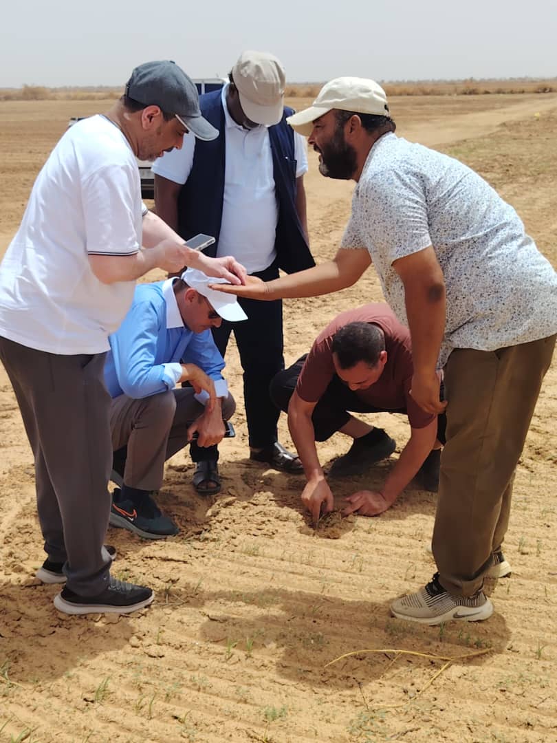 The Arrahma team inspecting young seedlings in the field